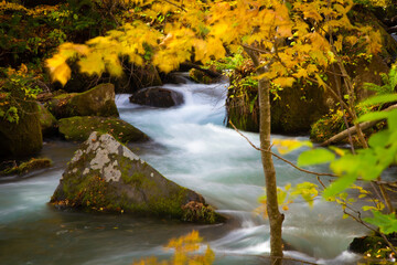 Oirase Stream is a popular place to see autumn leaves in Japan, especially in late October to early...