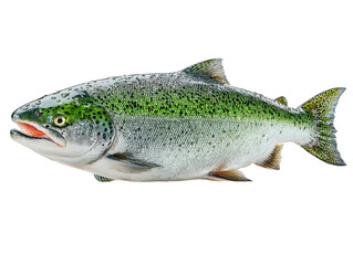 Obraz premium Fresh Salmon Fish on White Background, Studio Shot