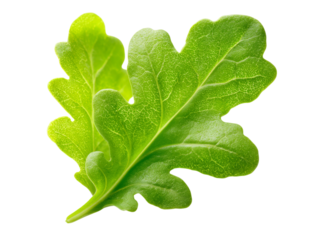 Fresh green oak leaf lettuce leaves isolated on black background, Isolated On Transparent Background
