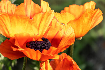 orange poppy flower