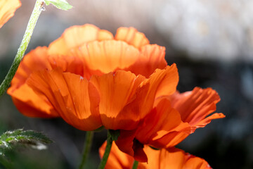 orange tulip flower