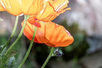 red poppy flower