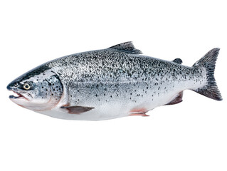 Obraz premium Fresh Raw Salmon Fish Isolated on White Background