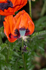 red poppy flower