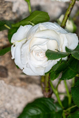 white rose flower