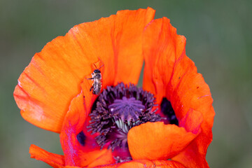 red poppy flower