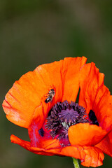 red poppy flower