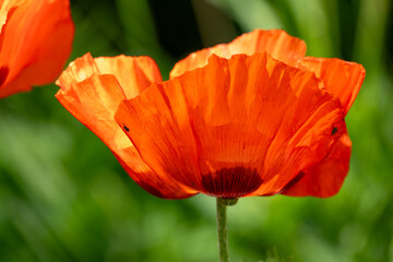 red poppy flower