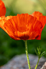 poppy flower in the wind