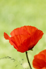 red poppy on green background