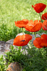 poppy flowers in the field