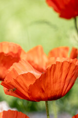red poppy flower