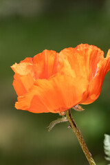 orange poppy flower