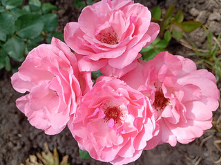 pink rose bush, rose pink