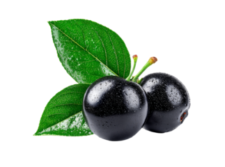 Two juicy jabuticabas with fresh green leaves isolated on black background, Isolated On Transparent Background