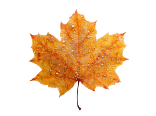 Autumn maple leaf with dew drops isolated on black background, Isolated On Transparent Background