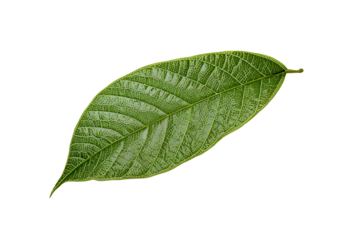 High-Resolution Close-Up of a Vibrant Green Leaf on Pure White Background