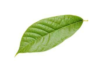 High-Resolution Close-Up of a Vibrant Green Leaf on Pure White Background