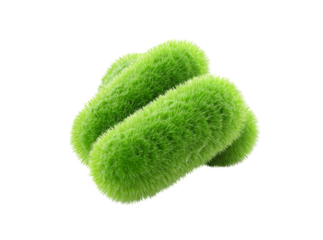 Microscopic view of two green rod shaped bacteria, Isolated On Transparent Background