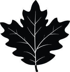 Fototapeta premium Silhouette Of An Oak Leaf With Jagged Edges - Premium Design Element