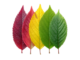 Five vibrant autumn leaves red yellow green nature, Isolated On Transparent Background