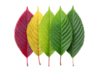 Five vibrant leaves showcasing autumnal color transitions, Isolated On Transparent Background