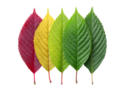 Five vibrant leaves showcasing autumnal color transitions, Isolated On Transparent Background