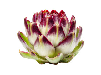 Obraz premium Single artichoke flower isolated on black background, Isolated On Transparent Background