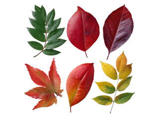 Fototapeta premium Six vibrant autumn leaves isolated on black background, Isolated On Transparent Background