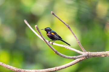 A copper-throated sunbird perches on a branch.