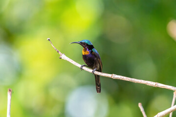 A copper-throated sunbird perches on a branch.