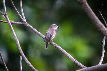 Posts in Family Timaliidae bird in the nature