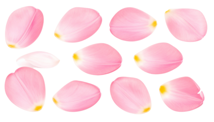Set of pink tulip petals isolated on solid white background