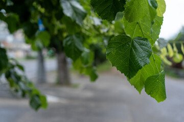 Lush green leaves gently sway along a city sidewalk under overcast skies in a peaceful urban setting