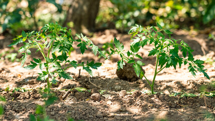 agriculture. growing tomato seedlings in soil, close up photo on seedling with blurred background