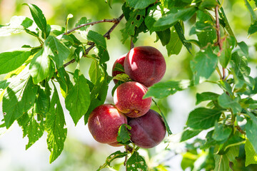Ripe purple plums on branches with green leaves ready for picking. closeup photo