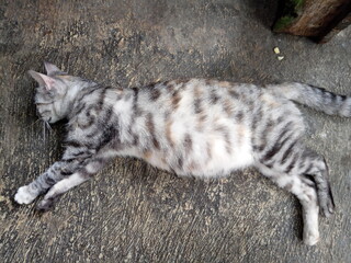 a striped cat is pregnant