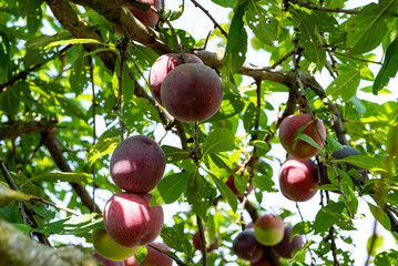 Ripe purple plums on branches with green leaves ready for picking