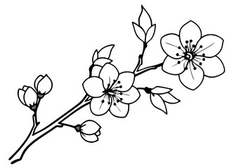 Cherry blossom branch with pink Sakura. Cherry blossom tree branch black and white line art vector illustration