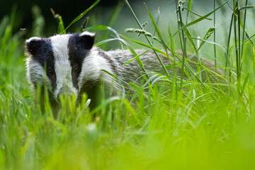 European badger (Meles meles) in the forest meadow