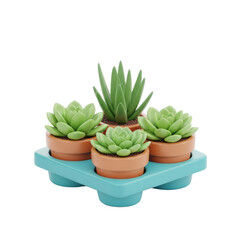 Succulent Plants in Terracotta Pots on Blue Platform Modern Indoor Decor