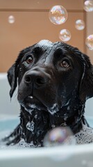 Labrador soaking with tunes and bubbles.
