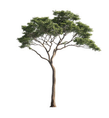 Obraz premium Isolated tree with full canopy