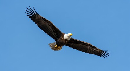 Fototapeta premium Bald Eagle Soaring in the Sky, Majestic Flight, American Symbol, National Bird, Wildlife Photography, Crisp Detail, Feathers Displayed, Power and Freedom, Clear Blue Sky, Serene Beauty