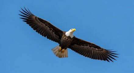 Naklejka premium Majestic Bald Eagle Soaring Gracefully Across Vivid Blue Sky, Spreading Wings Wide in Powerful Flight, Capturing Freedom and American Symbolism in Breathtaking Sight