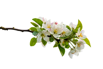 Delicate Apple Blossom Branch Springtime Floral Beauty