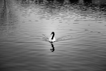 Black and white photo of white ducks swimming on a lake