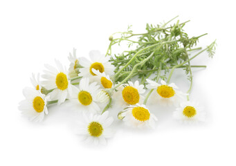 Many beautiful chamomile flowers isolated on white