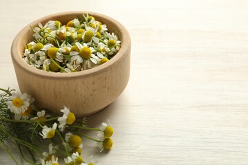 Fresh chamomile flowers and bowl on light wooden table, closeup. Space for text