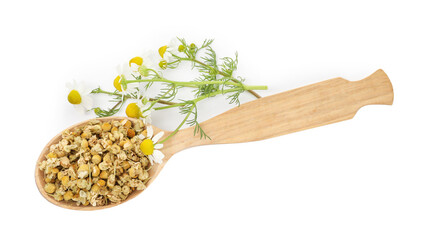 Dry chamomile flowers in spoon and fresh ones isolated on white, top view